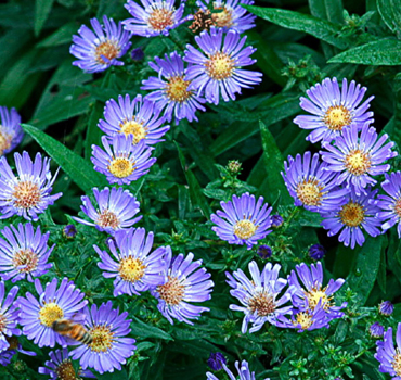 Best wholesale plant nursery in Ahmedabad