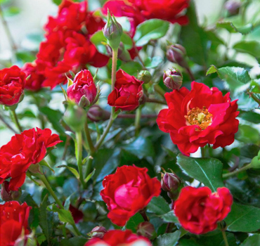 Best wholesale plant nursery in Ahmedabad